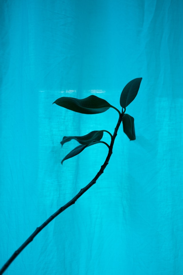 FICUS s.r.o. logo